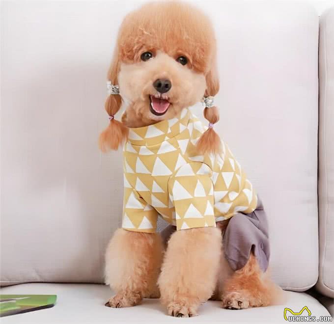 这些小型犬，公认好养，泰迪犬上榜!