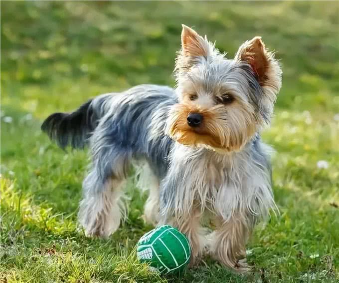 这些小型犬，公认好养，泰迪犬上榜!