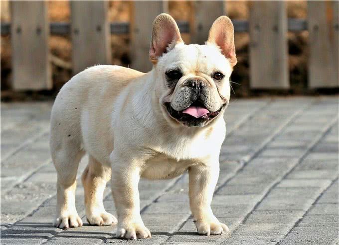 这些小型犬，公认好养，泰迪犬上榜!