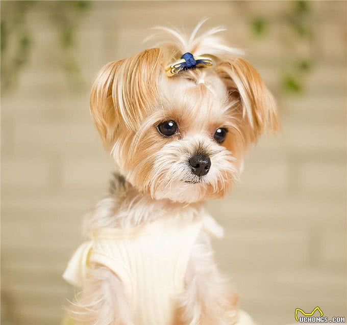 这些小型犬，公认好养，泰迪犬上榜!