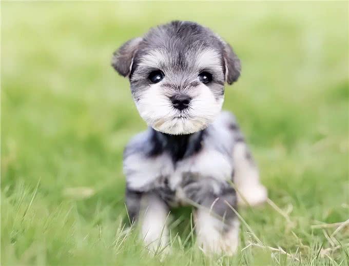 这些小型犬，公认好养，泰迪犬上榜!