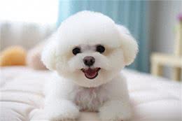 这些小型犬，公认好养，泰迪犬上榜!