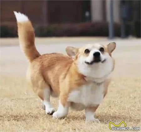5种狗狗超实用急救指南，看到就是赚到