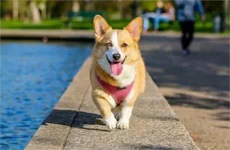 5种狗狗超实用急救指南，看到就是赚到