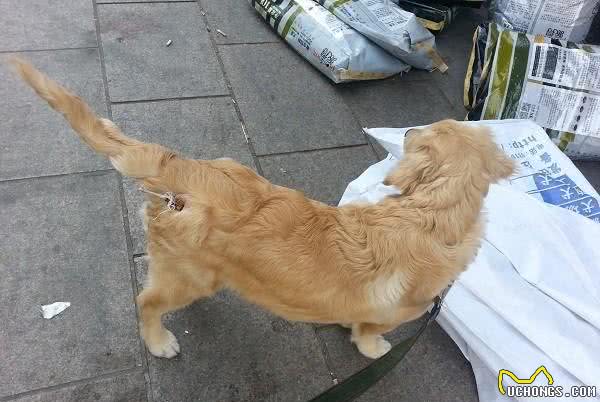 狗狗的细小病毒应该怎样预防如何治疗来了解一下