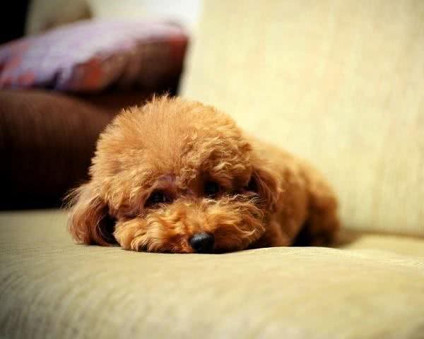 狗狗的细小病毒应该怎样预防如何治疗来了解一下