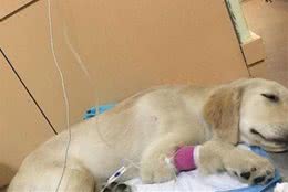 狗狗的细小病毒应该怎样预防如何治疗来了解一下