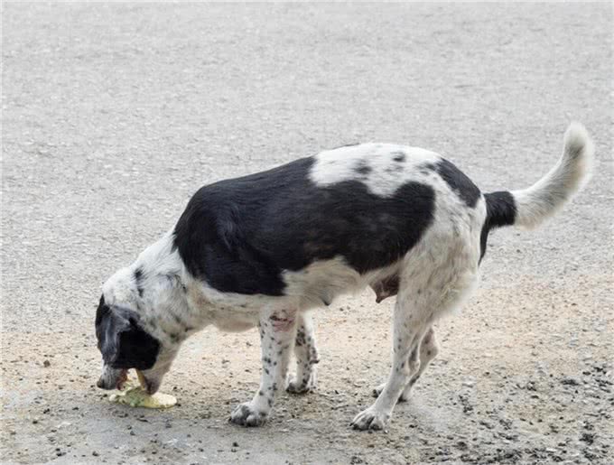 狗狗呕吐紧张死我了：别急!先看看呕吐物颜色