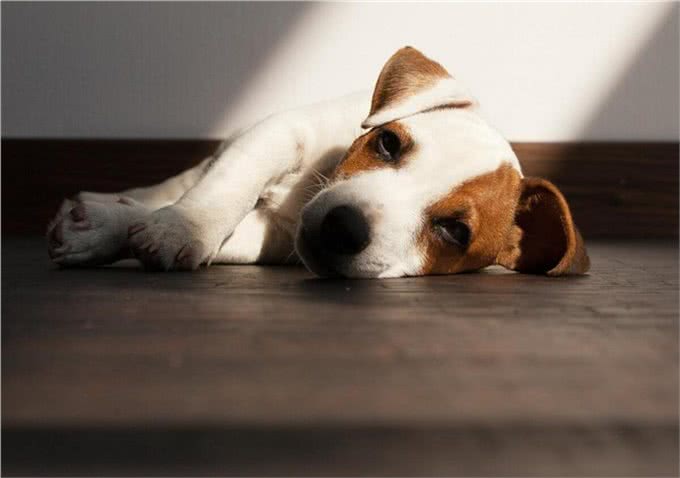 狗狗呕吐紧张死我了：别急!先看看呕吐物颜色