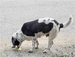 狗狗呕吐紧张死我了：别急!先看看呕吐物颜色