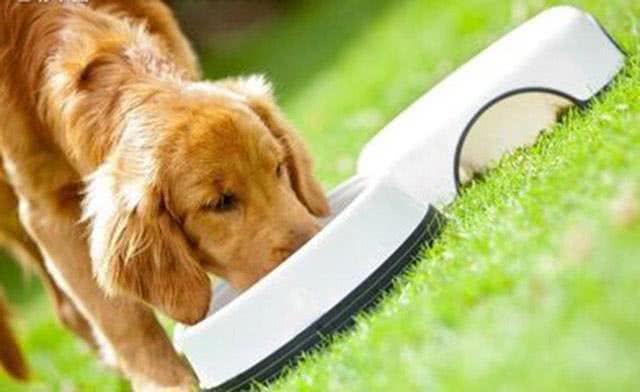 狗粮的选择以及喂养时的注意事项，这些你了解吗?