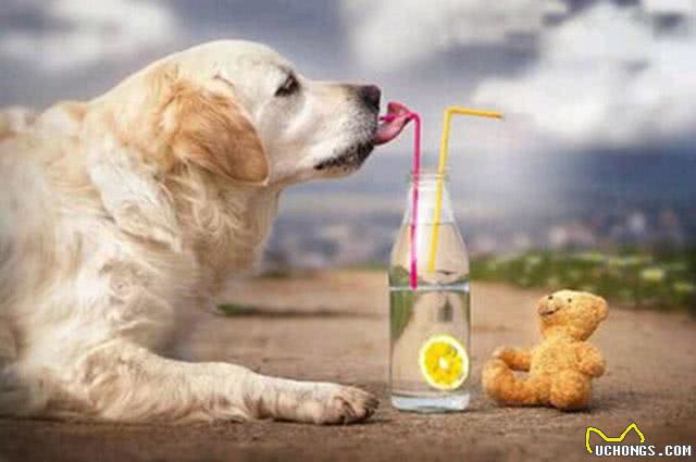 狗粮的选择以及喂养时的注意事项，这些你了解吗?