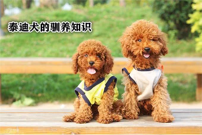 泰迪狗的驯养知识