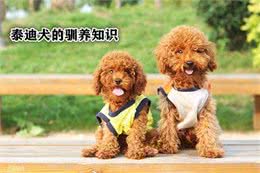 泰迪狗的驯养知识