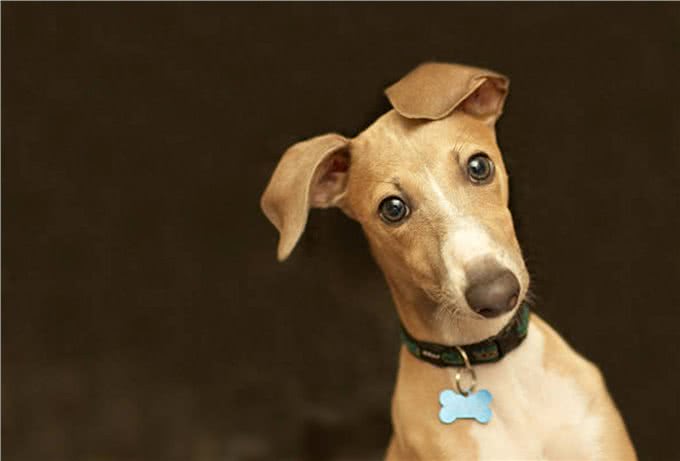 灵缇犬怎么训练?