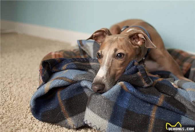 灵缇犬怎么训练?