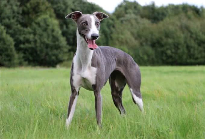 灵缇犬怎么训练?