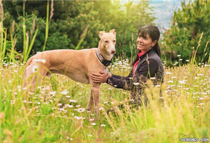 灵缇犬怎么训练?