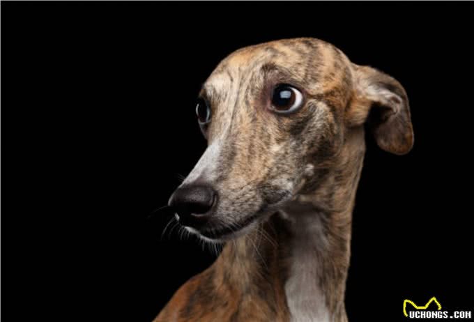 灵缇犬怎么训练?