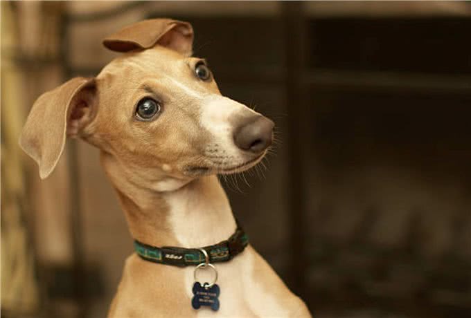 灵缇犬怎么训练?