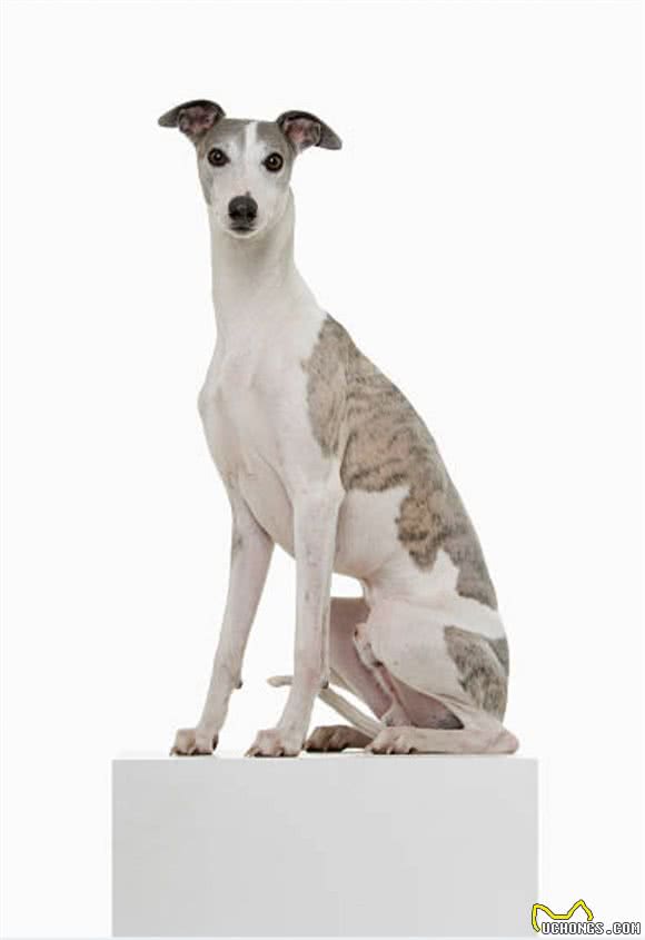 灵缇犬怎么训练?