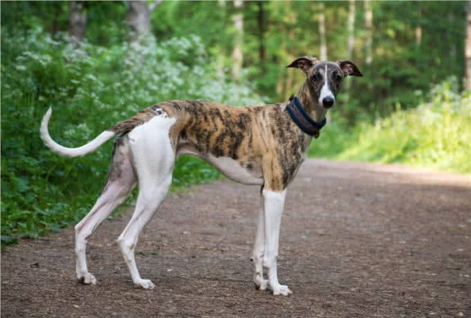 灵缇犬怎么训练?