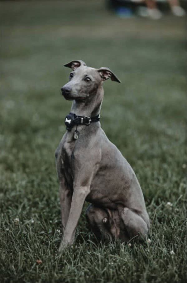 灵缇犬怎么训练?