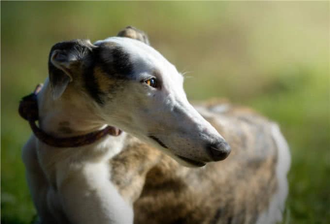 灵缇犬怎么训练?