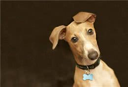 灵缇犬怎么训练?