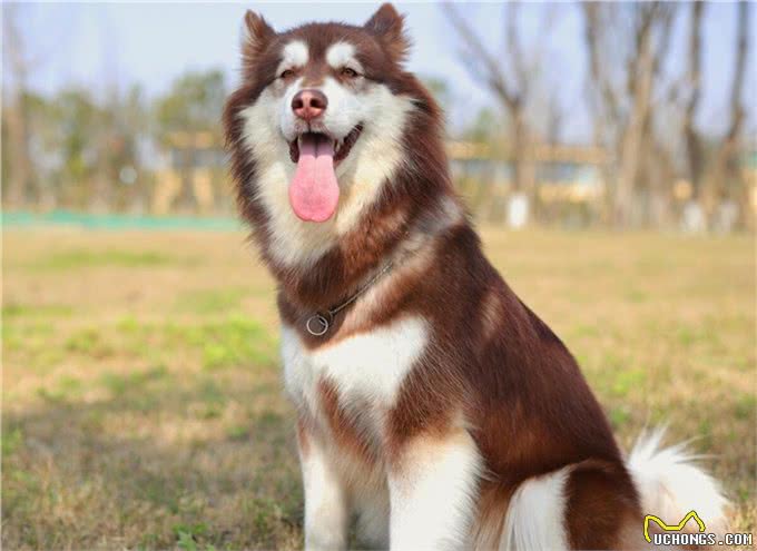 阿拉斯加雪橇犬，你了解多少?