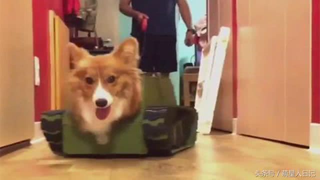 柯基狗狗秒变坦克基开心奔跑，这造型街头回头率不要太高!