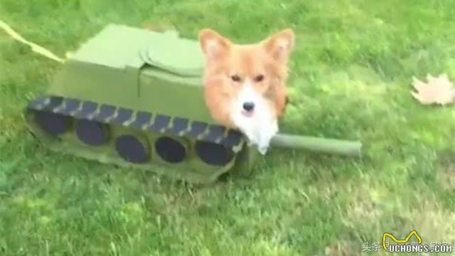 柯基狗狗秒变坦克基开心奔跑，这造型街头回头率不要太高!