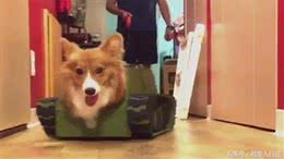 柯基狗狗秒变坦克基开心奔跑，这造型街头回头率不要太高!