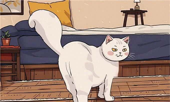 养猫久了才明白，快乐的猫和不快乐的猫，区别真的很大