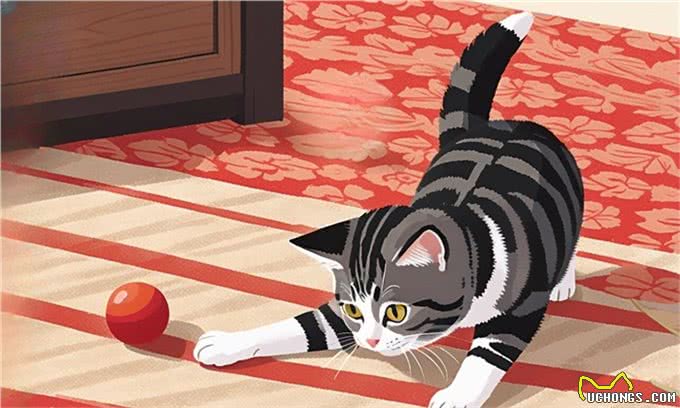 养猫久了才明白，快乐的猫和不快乐的猫，区别真的很大