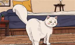 养猫久了才明白，快乐的猫和不快乐的猫，区别真的很大