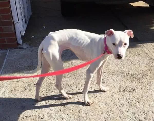 你家狗是胖还是瘦?5种方法轻松判断!