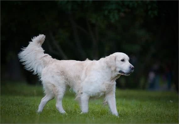 你家狗是胖还是瘦?5种方法轻松判断!