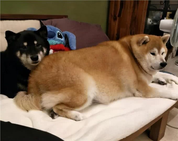 你家狗是胖还是瘦?5种方法轻松判断!