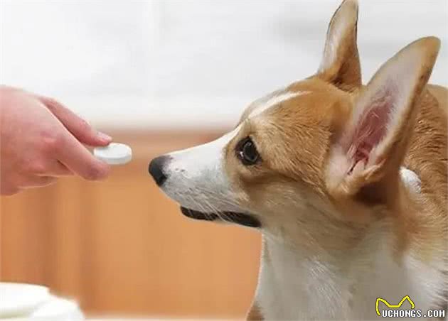 你家狗是胖还是瘦?5种方法轻松判断!