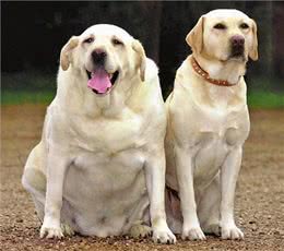 你家狗是胖还是瘦?5种方法轻松判断!