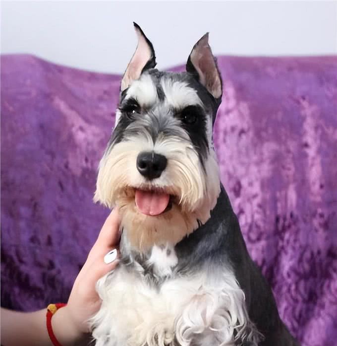 想养小老头雪纳瑞，它的优缺点，你是否清楚