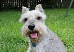 想养小老头雪纳瑞，它的优缺点，你是否清楚