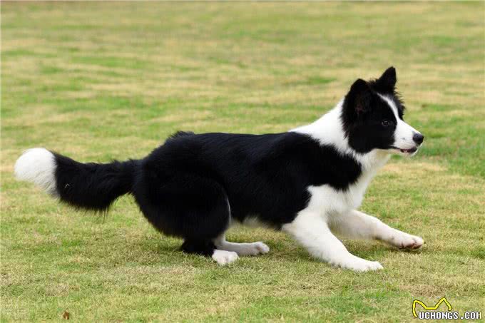 边牧的多项训练计划!