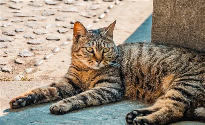 养猫，我只想养中华狸花猫