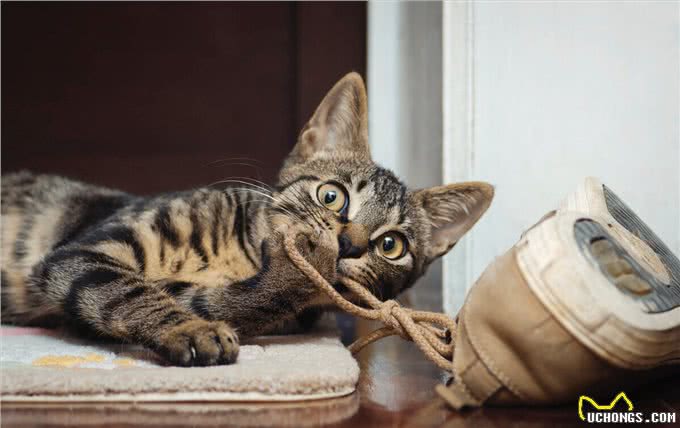 养猫，我只想养中华狸花猫