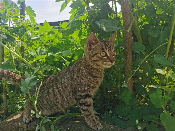 养猫，我只想养中华狸花猫