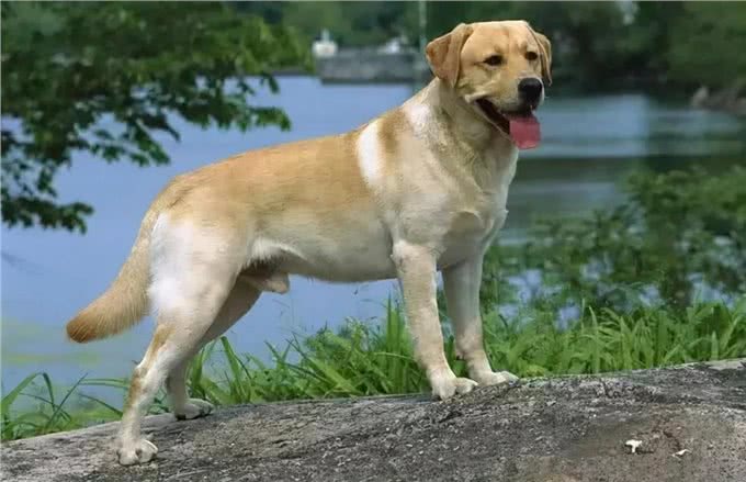 拉布拉多的优点