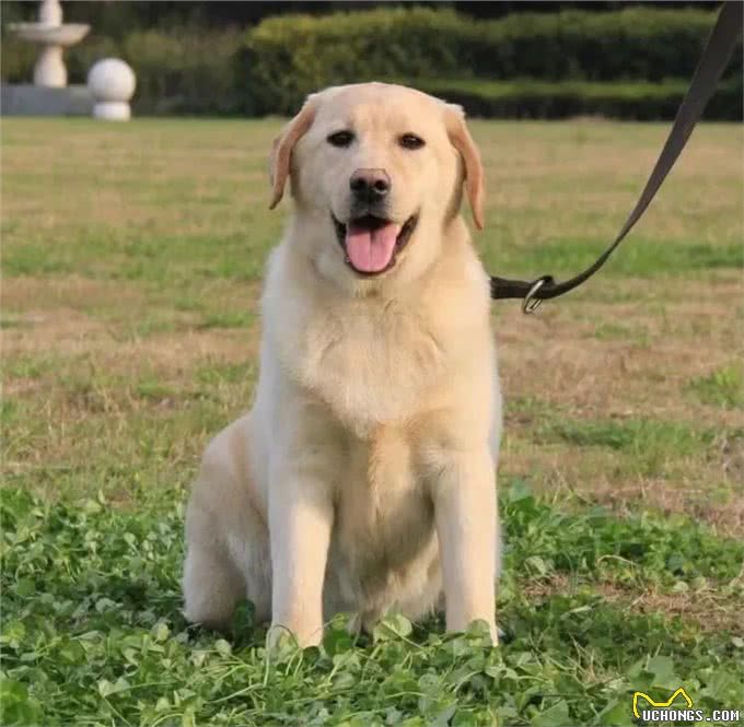 拉布拉多的优点