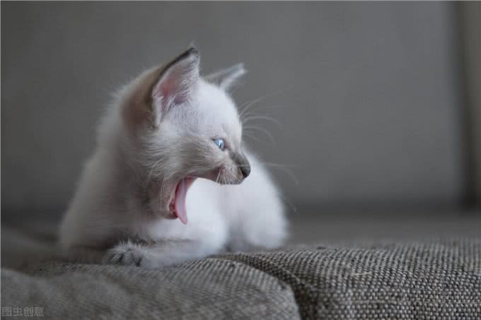 7种常见宠物猫的价格与来源，你买贵了吗?一)